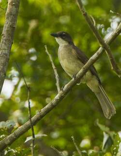 绿鸫鹎 / Simple Greenbul / Chlorocichla simplex