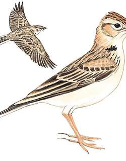 蒙古短趾百灵 / Mongolian Short-toed Lark / Calandrella dukhunensis