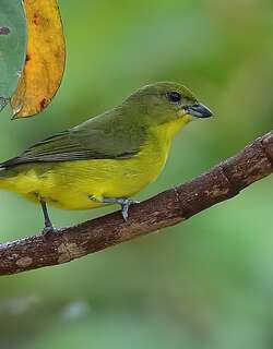 厚嘴歌雀 / Thick-billed Euphonia / Euphonia laniirostris
