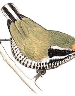 斑姬啄木鸟 / Speckled Piculet / Picumnus innominatus