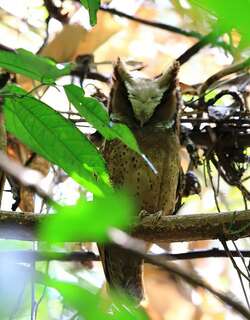 白额角鸮 / White-fronted Scops Owl / Otus sagittatus