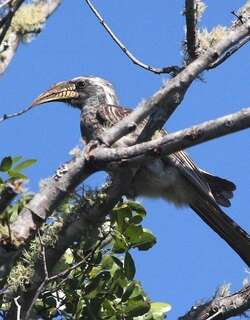 灰嘴弯嘴犀鸟 / Pale-billed Hornbill / Lophoceros pallidirostris