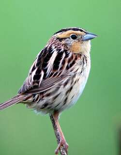 莱氏沙鹀 / LeConte’s Sparrow / Ammospiza leconteii