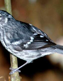 小林莺 / Elfin Woods Warbler / Setophaga angelae