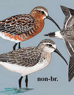 弯嘴滨鹬 / Curlew Sandpiper / Calidris ferruginea