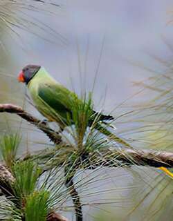 青头鹦鹉 / Slaty-headed Parakeet / Psittacula himalayana