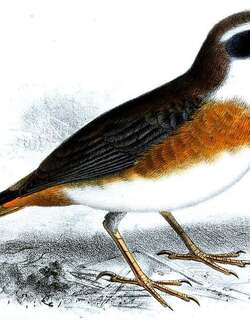 栗胸歌鹀 / Chestnut-breasted Mountain Finch / Poospizopsis caesar