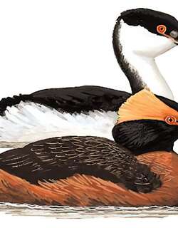 角䴙䴘 / Horned Grebe / Podiceps auritus