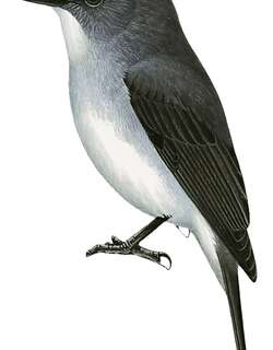 泰氏鹟 / Tessmann’s Flycatcher / Muscicapa tessmanni
