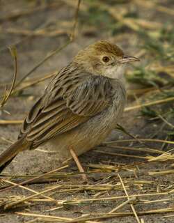巧扇尾莺 / Rattling Cisticola / Cisticola chiniana