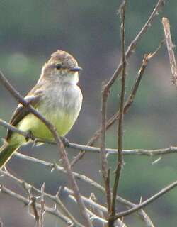 北灌丛霸鹟 / Northern Scrub Flycatcher / Sublegatus arenarum