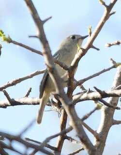 侏莺雀 / Dwarf Vireo / Vireo nelsoni