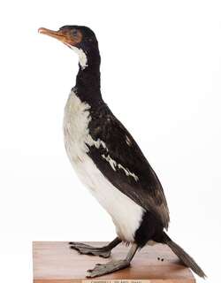 坎岛鸬鹚 / Campbell Shag / Leucocarbo campbelli