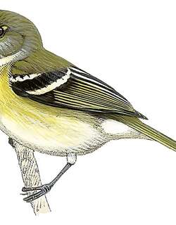 圣岛莺雀 / San Andres Vireo / Vireo caribaeus