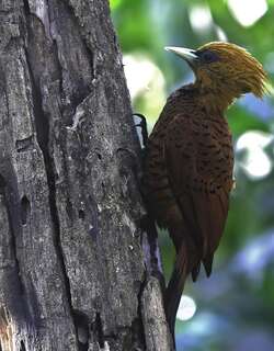 中美栗啄木鸟 / Chestnut-colored Woodpecker / Celeus castaneus
