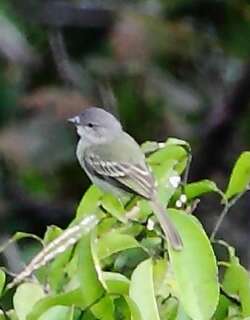 圭亚那小霸鹟 / Guianan Tyrannulet / Zimmerius acer