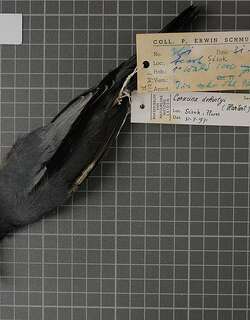 多氏鹃鵙 / Pale-shouldered Cicadabird / Edolisoma dohertyi