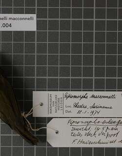 麦氏霸鹟 / McConnell’s Flycatcher / Mionectes macconnelli