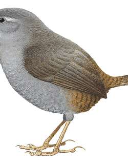 蓬那窜鸟 / Puna Tapaculo / Scytalopus simonsi