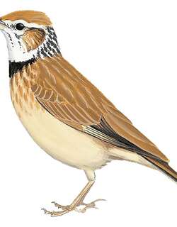 领歌百灵 / Collared Lark / Mirafra collaris