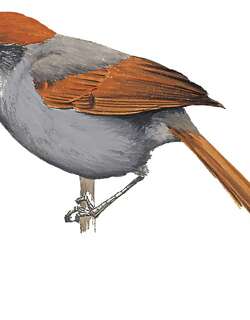 纯色针尾雀 / Pinto’s Spinetail / Synallaxis infuscata