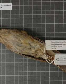 纹胸鹎 / Streak-breasted Bulbul / Hypsipetes siquijorensis
