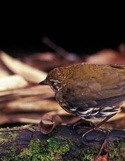 纵纹蚁鸫 / Striated Antthrush / Chamaeza nobilis