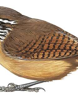 纹喉苇鹪鹩 / Stripe-throated Wren / Cantorchilus leucopogon