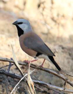 黑喉草雀 / Black-throated Finch / Poephila cincta