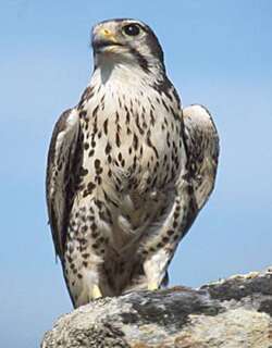 草原隼 / Prairie Falcon / Falco mexicanus