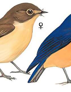 侏蓝仙鹟 / Pygmy Flycatcher / Ficedula hodgsoni