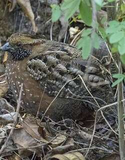 点斑林鹑 / Spotted Wood Quail / Odontophorus guttatus