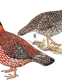 红腹角雉 / Temminck’s Tragopan / Tragopan temminckii