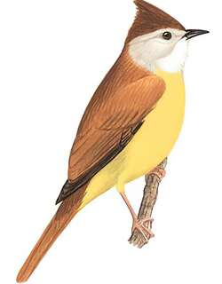 黄腹冠鹎 / White-throated Bulbul / Alophoixus flaveolus