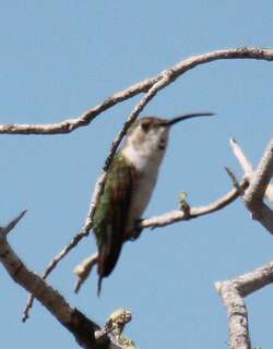 墨西哥剪尾蜂鸟 / Mexican Sheartail / Doricha eliza