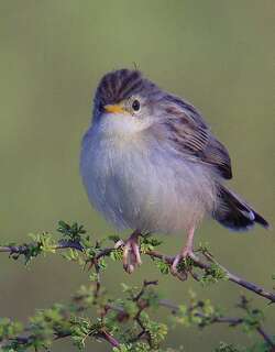 马岛扇尾莺 / Madagascan Cisticola / Cisticola cherina