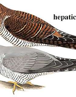 大杜鹃 / Common Cuckoo / Cuculus canorus