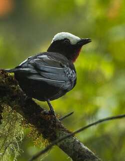 白顶唐纳雀 / White-capped Tanager / Sericossypha albocristata