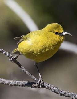 夏威夷绿雀 / Hawaii Amakihi / Chlorodrepanis virens