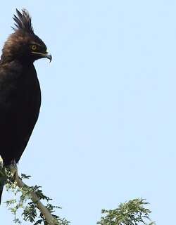 长冠鹰雕 / Long-crested Eagle / Lophaetus occipitalis