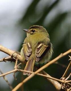 大头扁嘴霸鹟 / Large-headed Flatbill / Ramphotrigon megacephalum