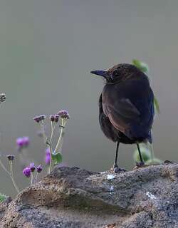暗色蚁䳭 / Sooty Chat / Myrmecocichla nigra