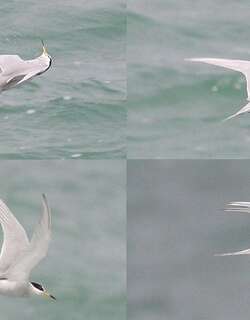 秘鲁燕鸥 / Peruvian Tern / Sternula lorata