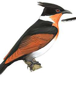 红翅凤头鹃 / Chestnut-winged Cuckoo / Clamator coromandus