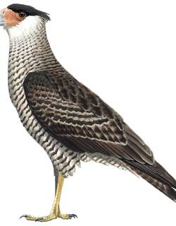 瓜达卢长腿兀鹰 / Guadalupe Caracara / Caracara lutosa