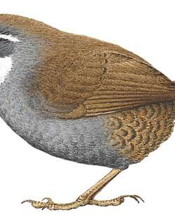 白眉窜鸟 / White-browed Tapaculo / Scytalopus superciliaris