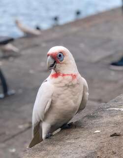 长嘴凤头鹦鹉 / Long-billed Corella / Cacatua tenuirostris