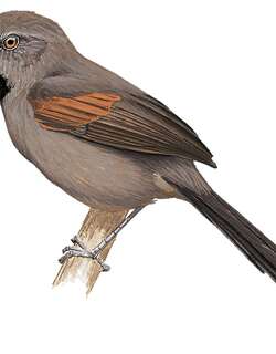 雷氏针尾雀 / Red-shouldered Spinetail / Synallaxis hellmayri