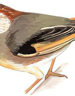 金额雀鹛 / Golden-fronted Fulvetta / Schoeniparus variegaticeps