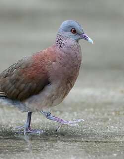 马岛斑鸠 / Malagasy Turtle Dove / Nesoenas picturatus